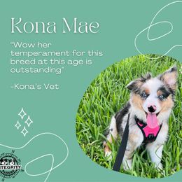 Miniature Australian Shepherd Puppies from Integrity Aussies Tx