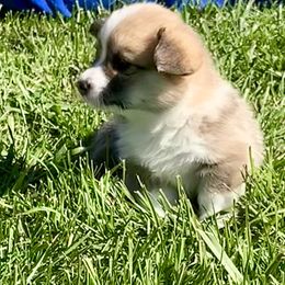 Pembroke Welsh Corgi Puppies from A&A’s Adorable Corgis