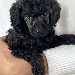 Boy 2 - Black Poodle puppy in Deltona, Florida from Bindi's Pups