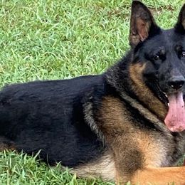 German Shepherds from Mojave German Shepherds