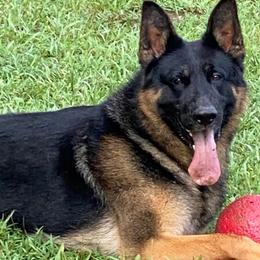German Shepherds from Mojave German Shepherds
