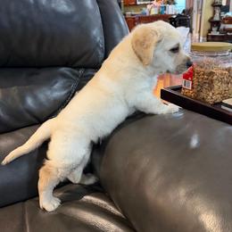 Yogi Bear - Yellow male Labrador Retriever puppy in Maynardville, Tennessee from Three Bears Labradors