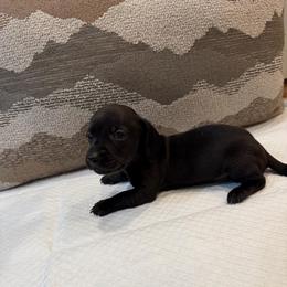 Loki - Black male Dachshund puppy in Atwater, California from Dachshunds of cali