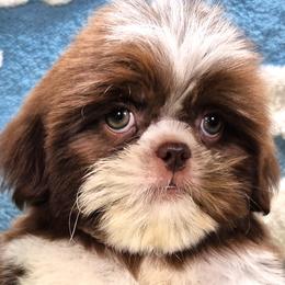 KOLT - Liver and white male Shih Tzu puppy in Candler, North Carolina from Pup-Tzu WNC