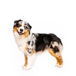 Chevy - Australian Shepherd