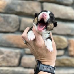 Liberty - Black and tan female American Corgi puppy in Tishomingo, Mississippi from Magnolia Trace Corgis