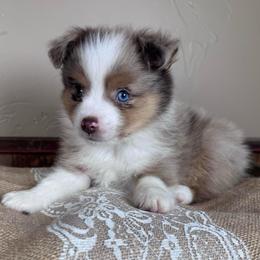 Redwood - Red merle male Miniature Australian Shepherd puppy in Tonasket, Washington from V5 Aussies