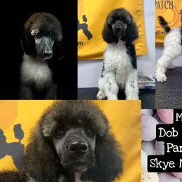 Poodle Puppies from Shellie’s Poodle Patch