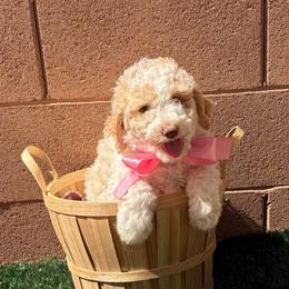 Dolly - Parti female Labradoodle puppy in St George, Utah from Terra's Swann's Kennels