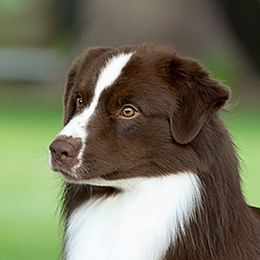 Reid - Australian Shepherd