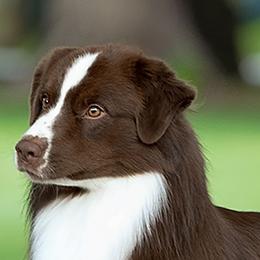Reid - Australian Shepherd