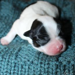 Harriet Smith - Black and white female Havanese puppy in Hendersonville, North Carolina from Grayfinn House