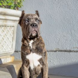 Grey Female - Gray brindle female Cane Corso puppy in California from Donato Kennels