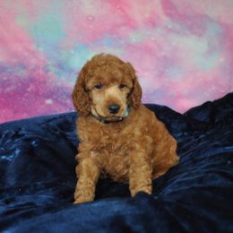 Poodle Puppies from Moyen Majestic Embrace