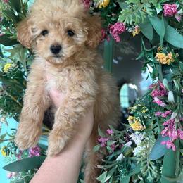 Aussiedoodle and Poodle Puppies from Mountaintop Paws