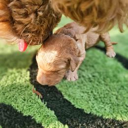 MAPLE - Apricot female Goldendoodle puppy in Harris County, Texas from Cute & Curly Doodles