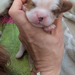 Snickers (Boy more white) - Blenheim male Cavalier King Charles Spaniel puppy in Grantsville, Maryland from One Big Cavy Family