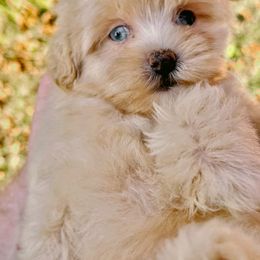 Buddy - Merle male Shihpoo puppy in North Carolina from NC Doodle Puppies