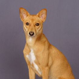 Kiri - Basenji