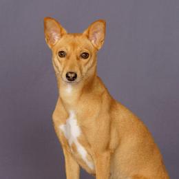 Kiri - Basenji