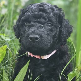 Rosie - Black female Labradoodle puppy in Clinton, Ohio from P&L Doodles