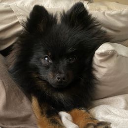 Teddy - Pomeranian
