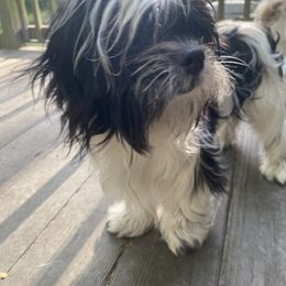 Robo - Companion Cross puppy from Puppies Full of Love