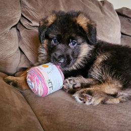 German Shepherd Puppies from Vom Schönen Hera German Shepherds
