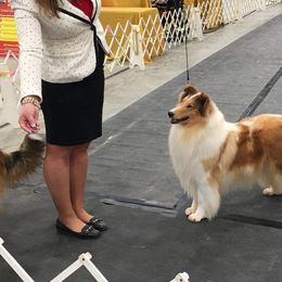 Fergie - Collie