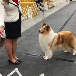 Fergie - Collie