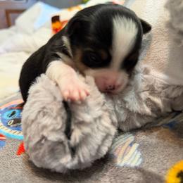 Roger - Black and white male Chihuahua puppy in Amity, Pennsylvania from Rhoda and Verna