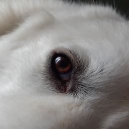 Great Pyrenees All Grown Up from The Yosemite Pyrenees Ranch