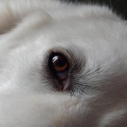 Great Pyrenees All Grown Up from The Yosemite Pyrenees Ranch