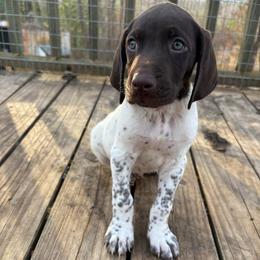 Boy 2 - White and liver male German Shorthaired Pointer puppy in Troy, North Carolina from Uwharrie GSP