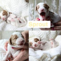 Sprout - Parti male Goldendoodle puppy in Sioux Falls, South Dakota from Dolly's Doodles