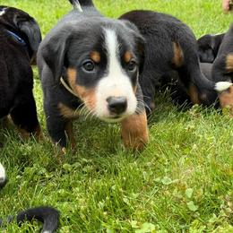 Appenzeller Sennenhund Puppies from HussarRidge