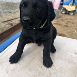 Green Boy - Black and white male Assorted Doodle Crosses puppy in Escalon, California from Dutch Doodles