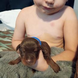 Blue collar Red boy - Red and rust male Doberman Pinscher puppy in Antioch, Tennessee from Aiba Doberman's