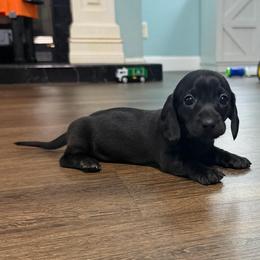 Midnight (Tank) - Black male Dachshund puppy in Live Oak, Florida from Johnson’s Weiner Farm
