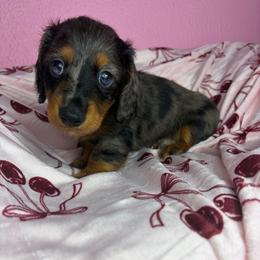 Spotty - Dapple male Dachshund puppy in Lake City, Florida from My Ditzy Doxies of Florida