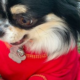 Penelope - Chihuahua