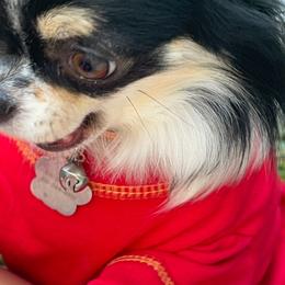 Penelope - Chihuahua