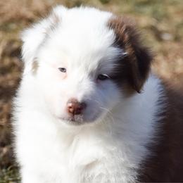 Colorado - Red tri-color male Australian Shepherd puppy in Easton, Missouri from MMA Kennel