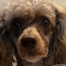 Cockapoos, Goldendoodles, and Poodles from Mason Farmhouse Poodles, Doodles & Poos (Breeding & Stud Services)