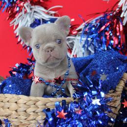 Baby Boy Rocky - Liver male French Bulldog puppy in Piedmont, Oklahoma from 5A Frenchies