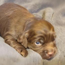 Cockapoo Puppies from Cano Cockapoos