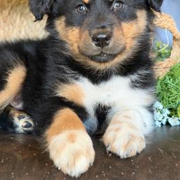 Gus-has tail-many videos - Black tri-color male Australian Shepherd puppy in Troy, South Carolina from Australian Shepherds of 3/W Farms