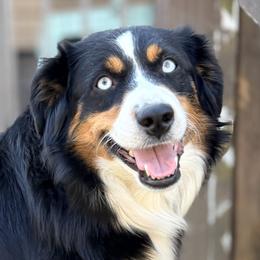Lala - Miniature Australian Shepherd