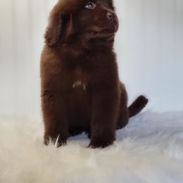 Newfoundland Puppies from Country Road Newfoundlands