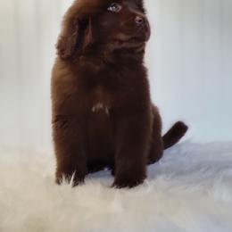 Newfoundland Puppies from Country Road Newfoundlands